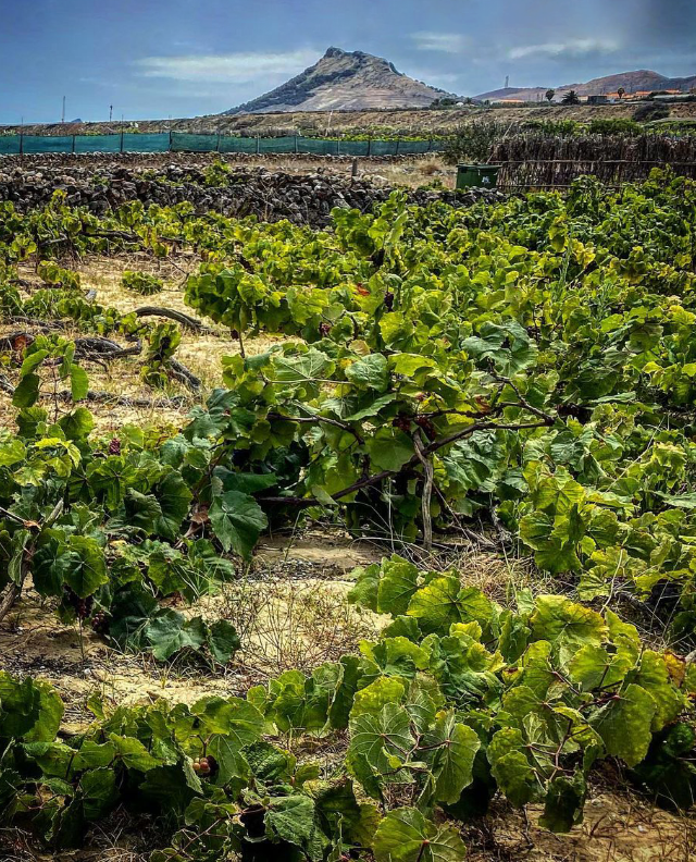 Vinhos do Porto Santo